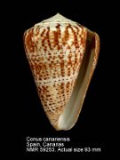 Conus canariensis